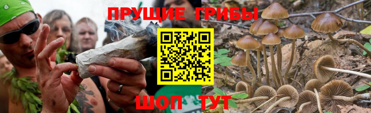 Псилоцибиновые грибы Psilocybine cubensis  Вход с VPN  Богородицк 